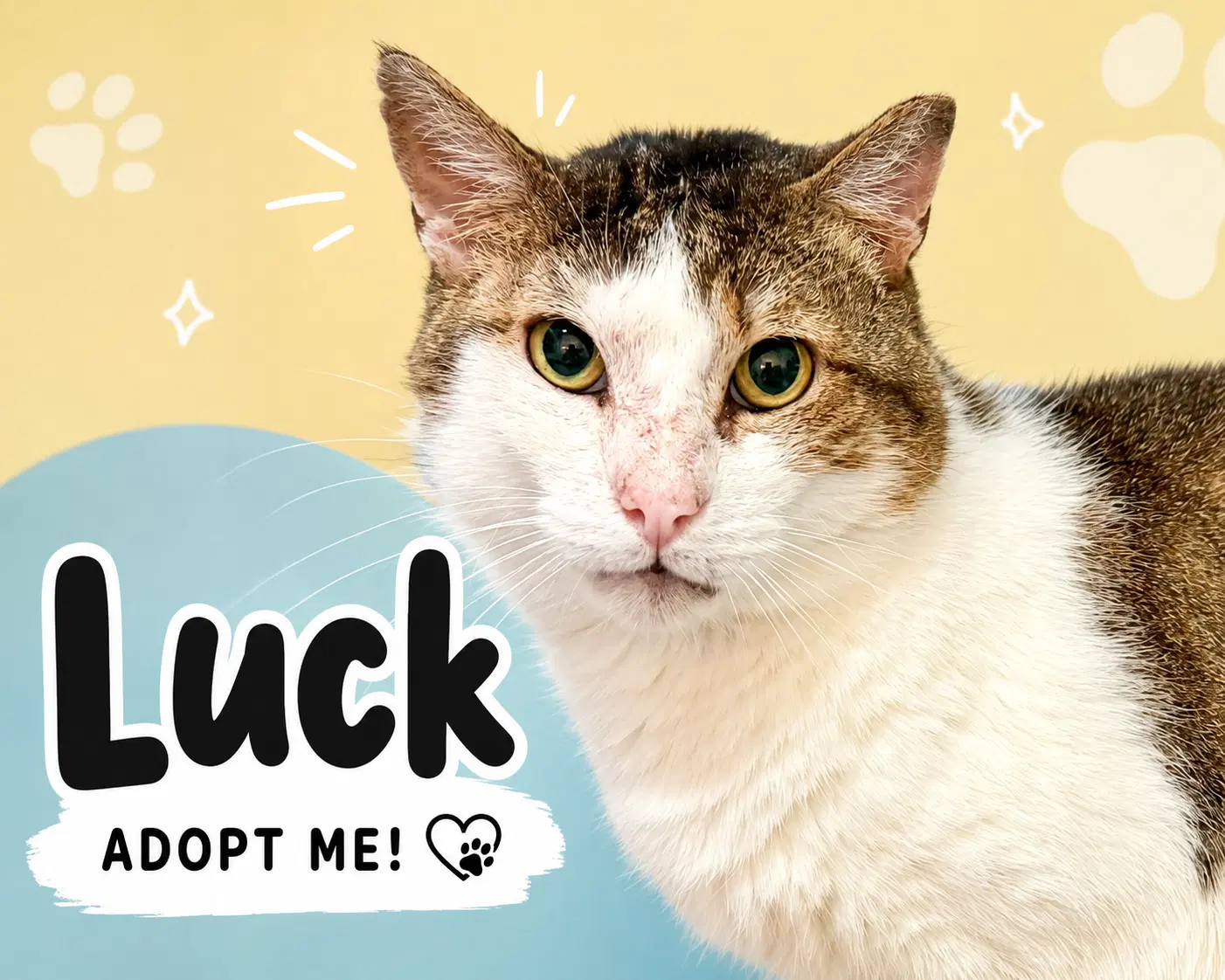 Luck Fcid  -  Trainer C image 2