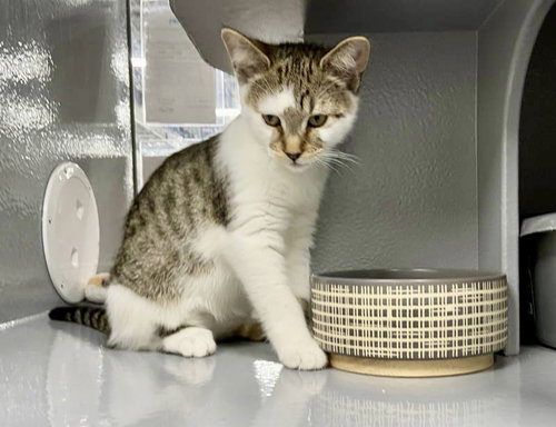 Zorro (FCID# 04/29/2026 - 41 Glen Mills PS) C, an adoptable Tabby in Greenville, DE