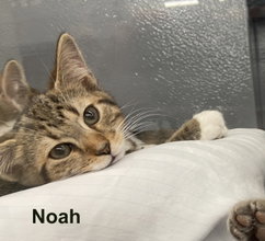 Noah (FCID# 04/29/2026 - 42 West Chester PS) C, an adoptable Tabby in Greenville, DE