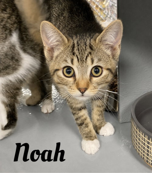 Noah