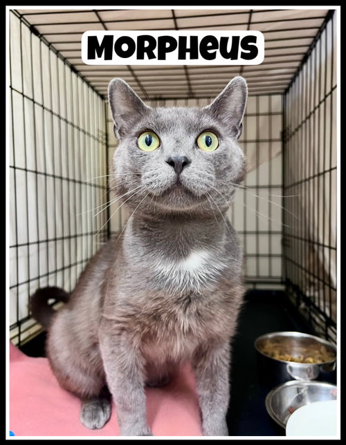 Morpheus (FCID# 05/20/2026 - 403) Willow Grove