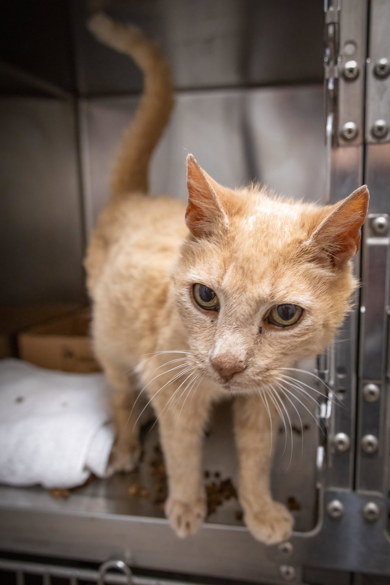 Okie: Foster Request Rx (FCID 05/27/26-38 Trainer), photo 7
