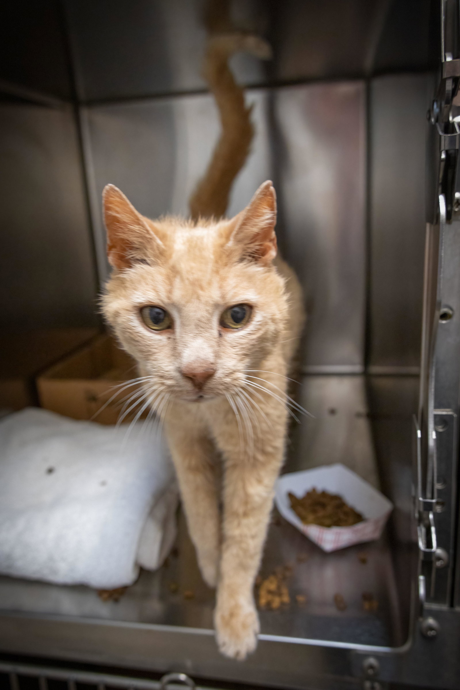 Okie: Foster Request Rx (FCID 05/27/26-38 Trainer), photo 8