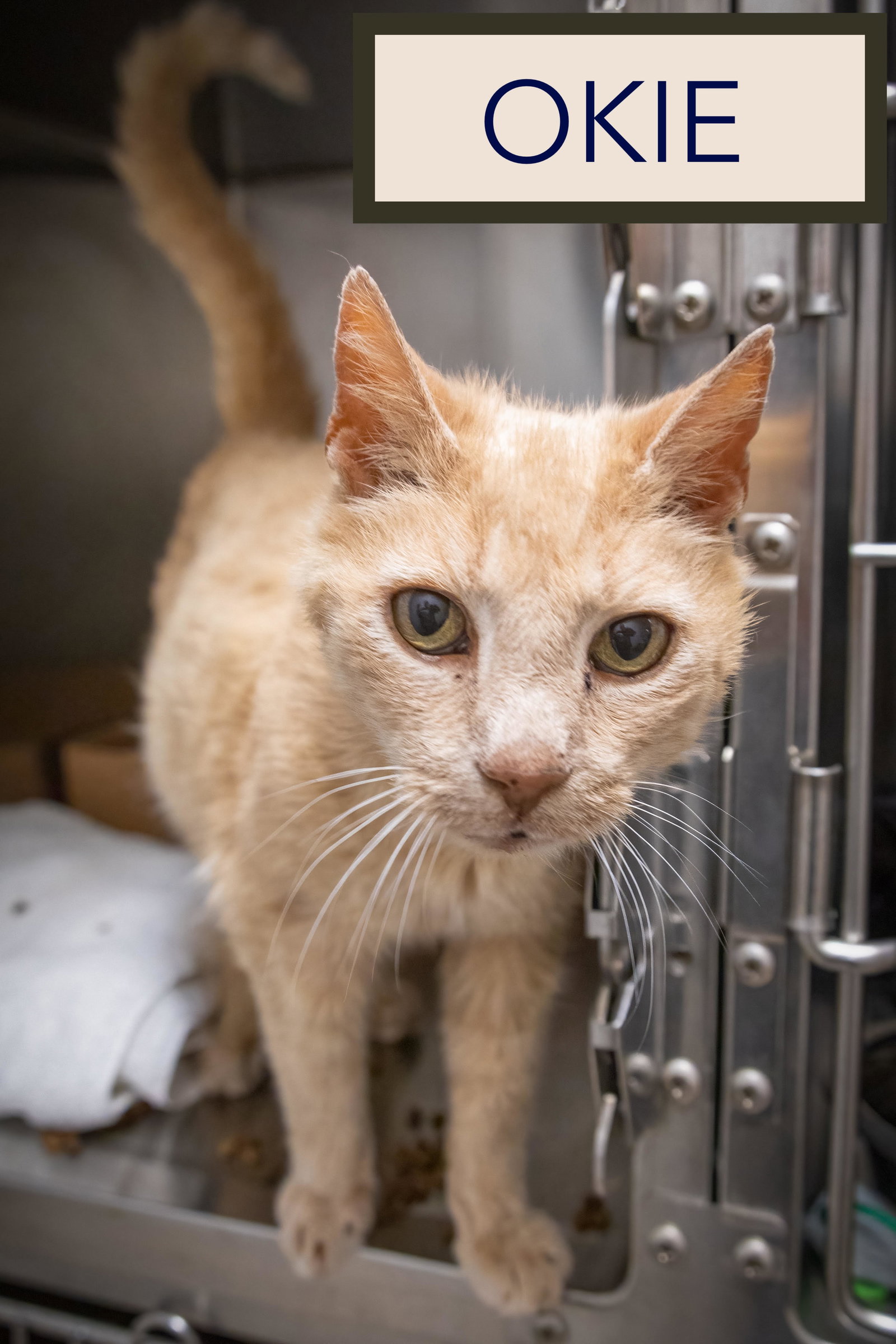 Okie: Foster Request Rx (FCID 05/27/26-38 Trainer), photo 9