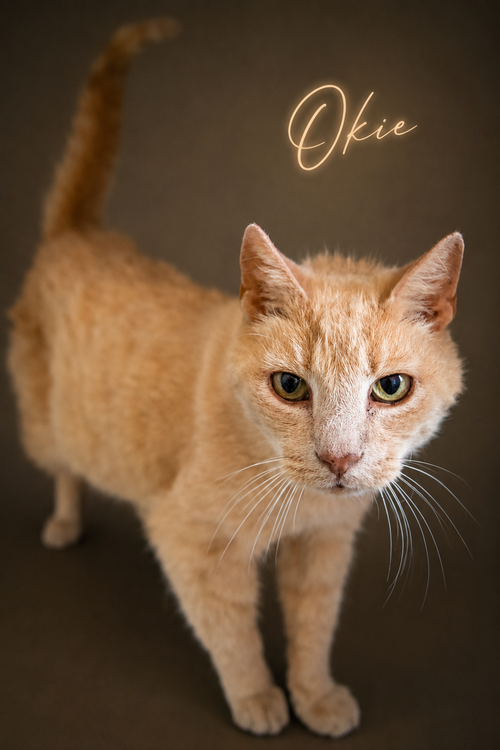 Okie (FCID# 05/27/2026 - 38 Trainer), an adoptable Tabby in Greenville, DE