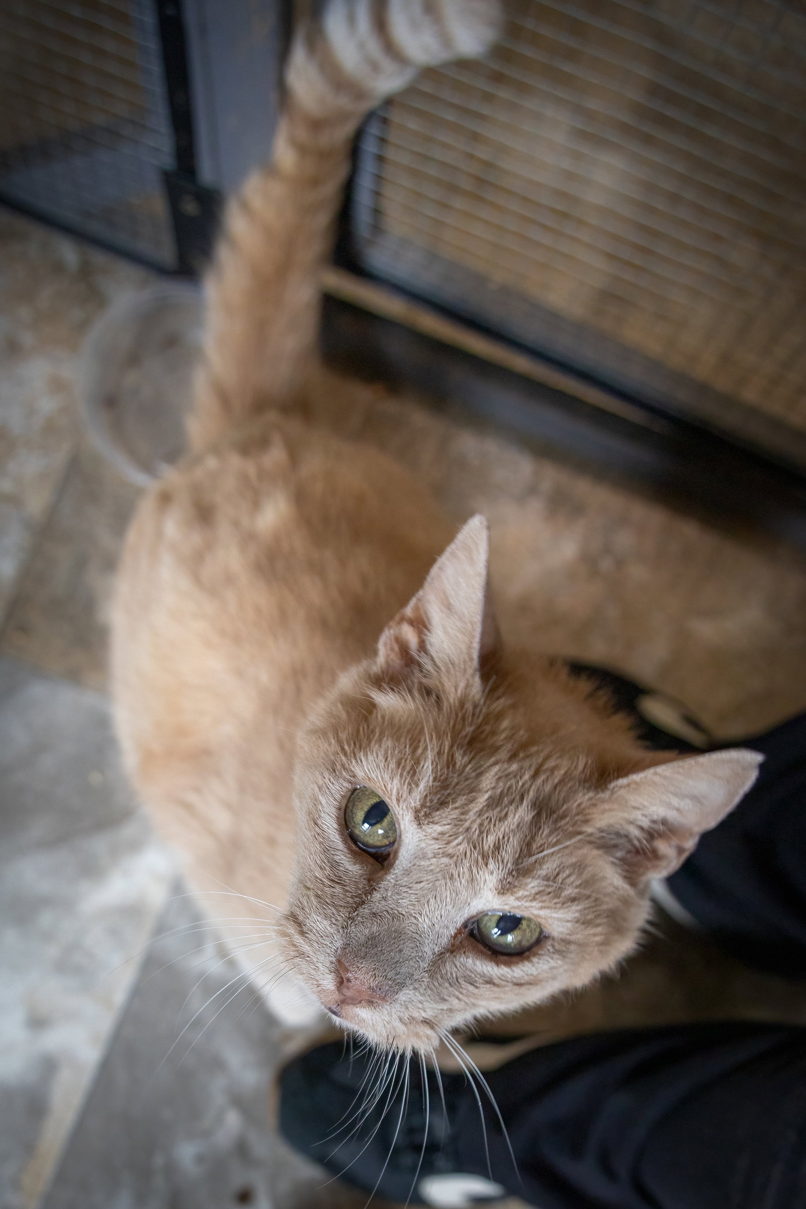 Okie: Foster Request Rx (FCID 05/27/26-38 Trainer), photo 4