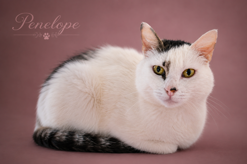 Penelope (FCID# 05/27/2026 - 28 Trainer), Adult Domestic Short Hair / Tabby / Mixed (short coat), cat for adoption in Marcus Hook, Pennsylvania