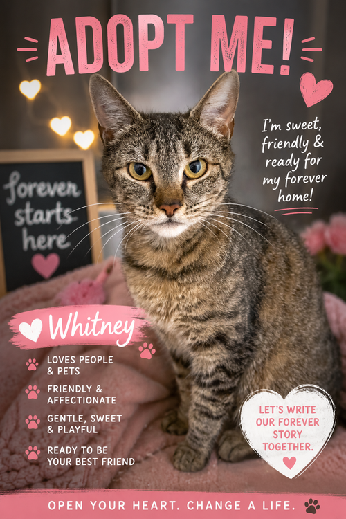 Whitney (FCID# 05/28/2026 - 53 Trainer), Adult Tabby (short coat), cat for adoption in Marcus Hook, Pennsylvania