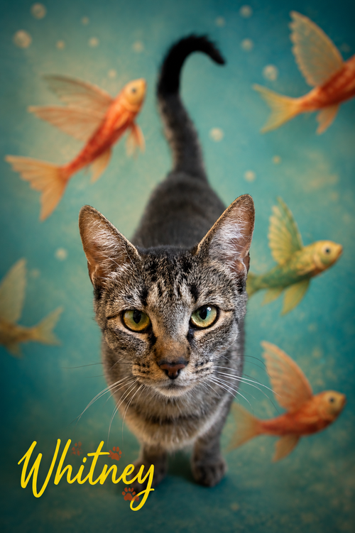 Whitney (FCID# 05/28/2026 - 53 Trainer), an adoptable Tabby in Greenville, DE