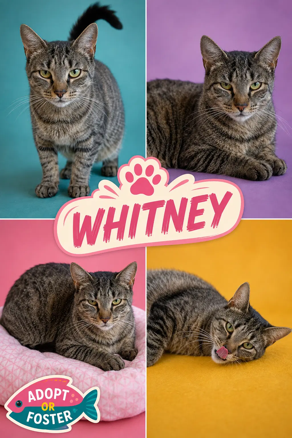 Whitney Fcid  -  Trainer image 3