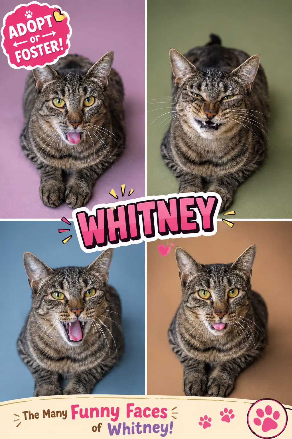 Whitney Fcid  -  Trainer - Tabby