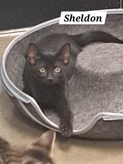 Sheldon (FCID# 05/21/2026 - 51 Brandywine PS)