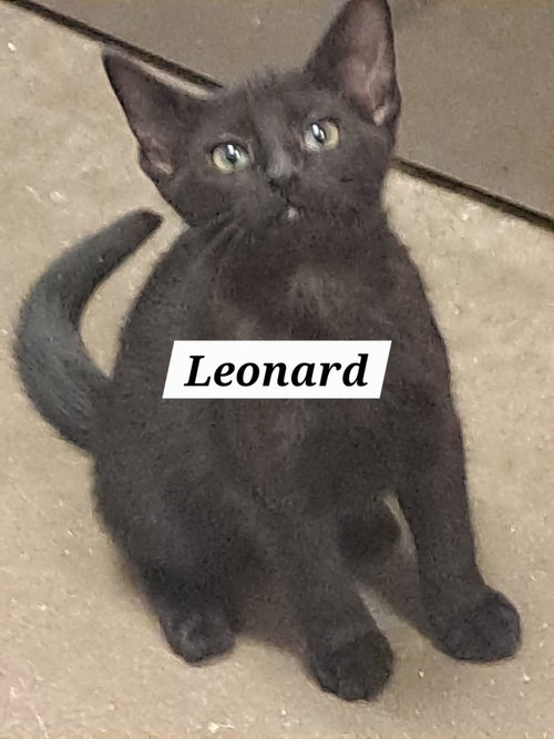Leonard (FCID# 05/21/2026 - 50 Brandywine PS)