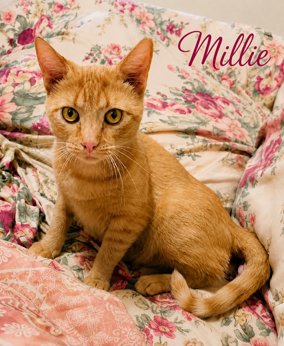 Millie (FCID# 04/08/2026 - 23 Millsboro foster), cat