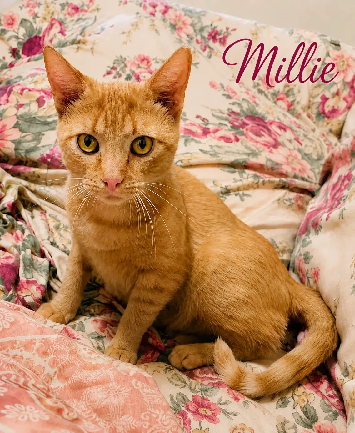 Millie Fcid  -  Millsboro Ps - Tabby