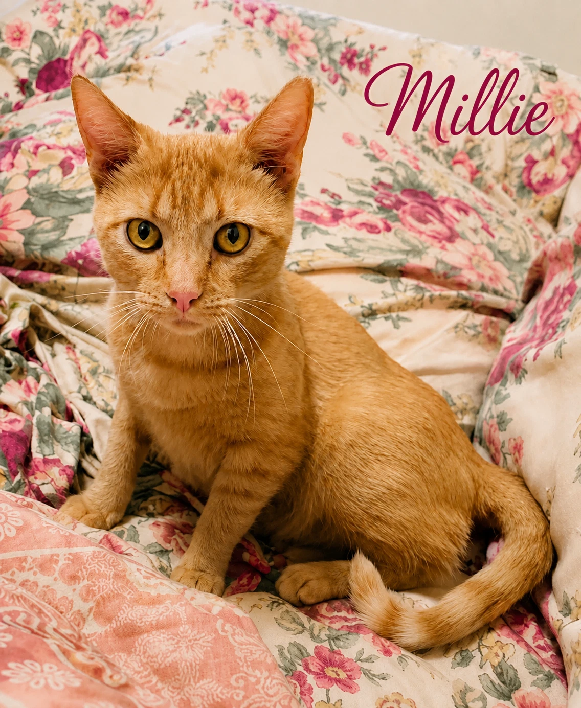 Millie Fcid  -  Millsboro Ps