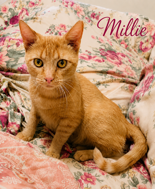 Millie (FCID# 04/08/2026 - 23 Millsboro PS), a cat for adoption from Forgotten Cats, Inc.