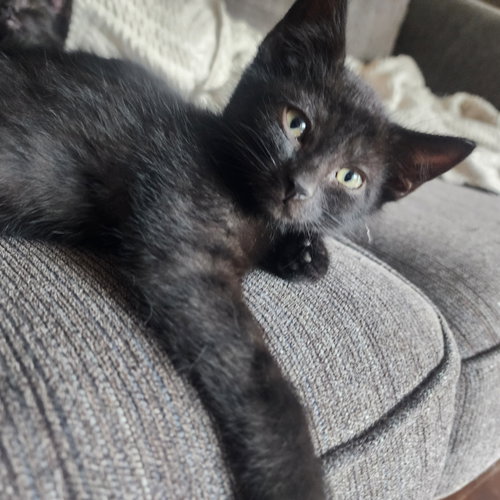 Cider, Willow Grove Area, (FCID 06/09/2026-118)