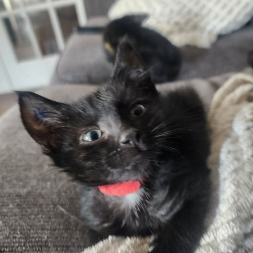 Hex, Willow Grove Area, (FCID 06/09/2026-116)