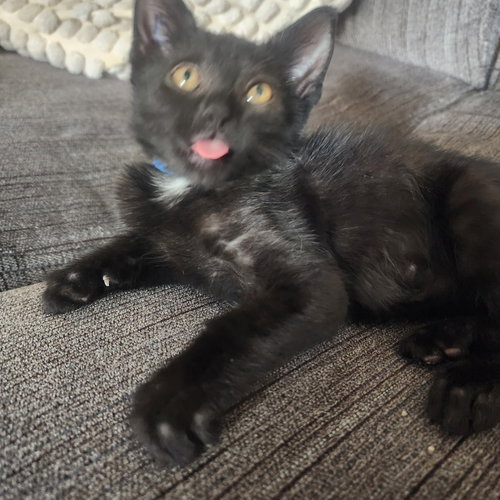 Vlad, Willow Grove Area, (FCID 06/09/2026-115)
