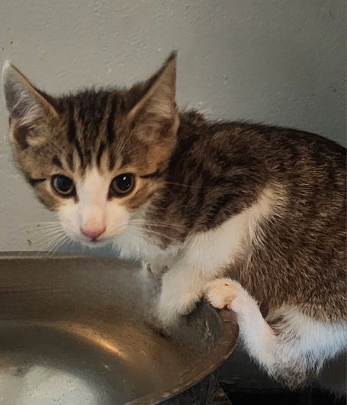 Beefcake, Willow Grove Area, (FCID 06/10/2026-120)