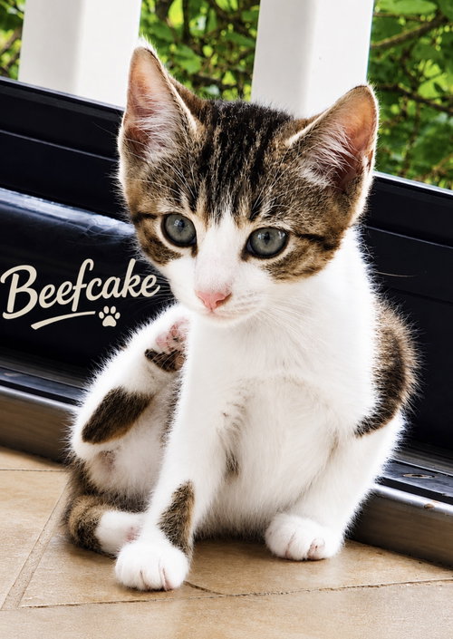 Beefcake, Willow Grove PS, (FCID 06/10/2026-120), Baby Domestic Short Hair (short coat), cat for adoption in Camden, New Jersey