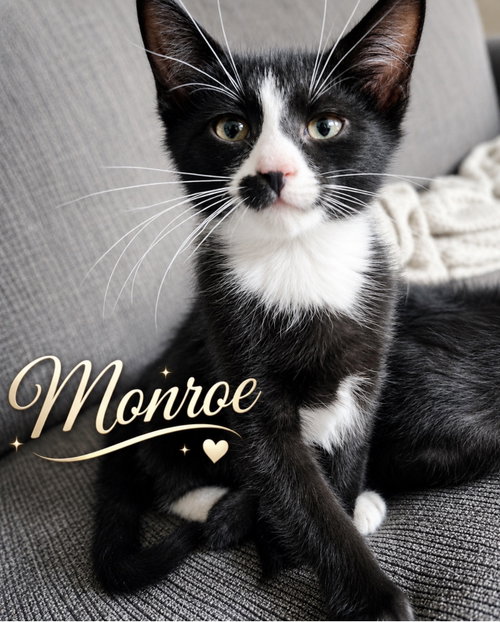 Monroe, Willow Grove PS, (FCID 06/10/2026-122), Baby Domestic Short Hair (short coat), cat for adoption in Camden, New Jersey