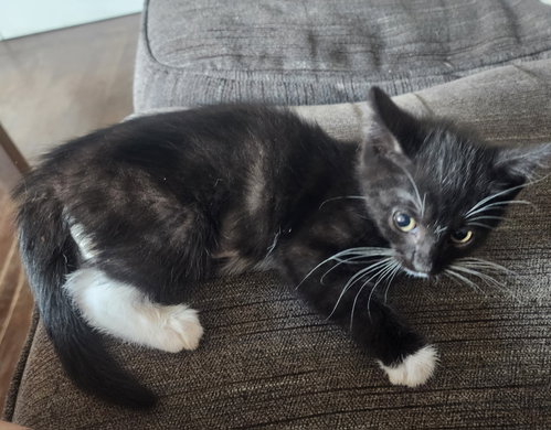 Binxy, Willow Grove Area, (FCID 06/10/2026-121)