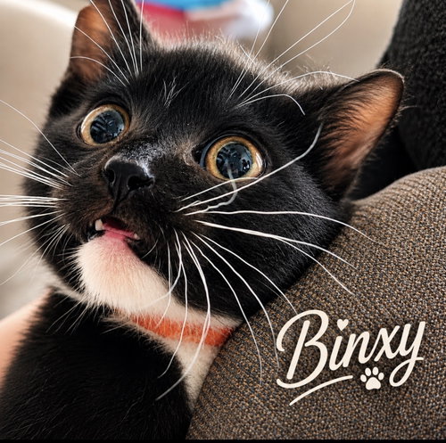 Binxy, Willow Grove PS, (FCID 06/10/2026-121), an adoptable Domestic Short Hair in Greenville, DE
