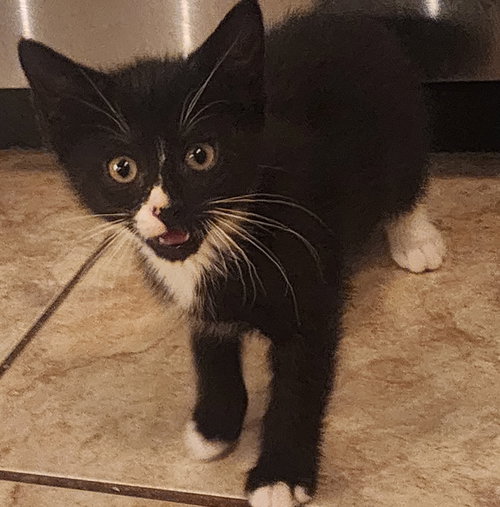 Selene, Willow Grove Area, (FCID 06/10/2026-119)