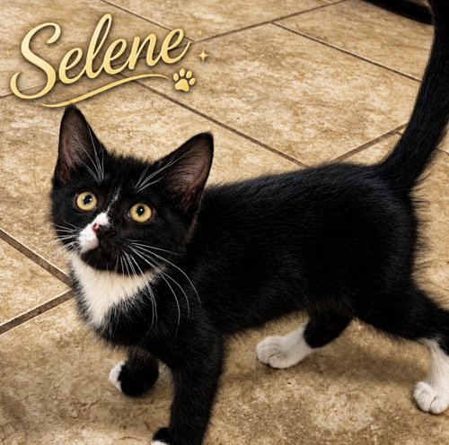Selene, Willow Grove PS, (FCID 06/10/2026-119), an adoptable Tuxedo in Greenville, DE