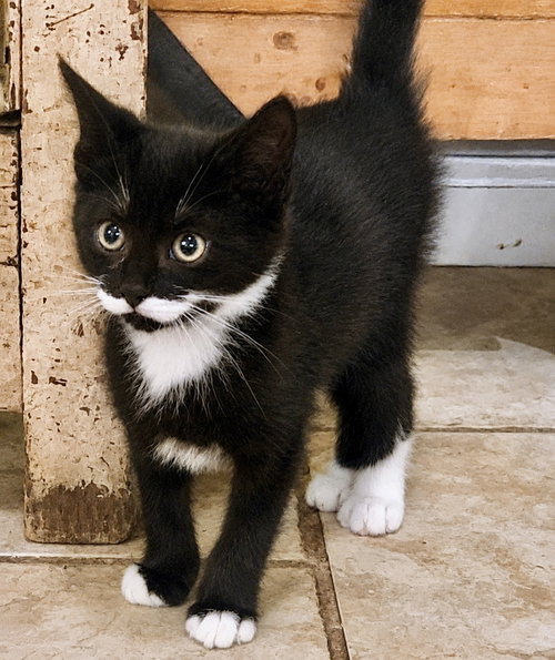 Stash, Willow Grove PS (FCID 06/10/2026-118), an adoptable Tuxedo in Greenville, DE