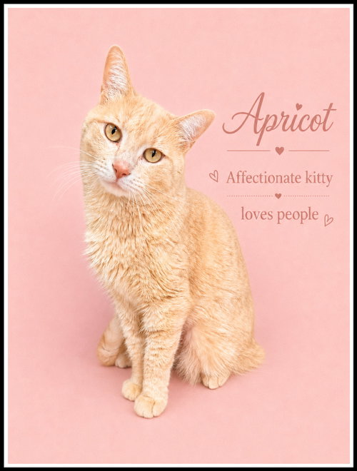 Apricot (FCID# 05/20/2026 - 401) Willow Grove