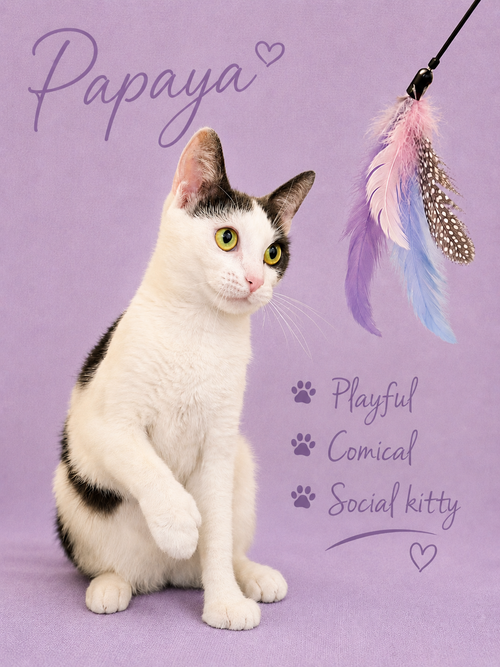 Papaya (FCID# 05/19/2026 - 175) Willow Grove