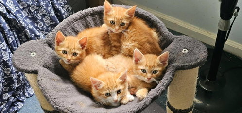 The Weasley Crew: Ron, George, Fred and Ginny