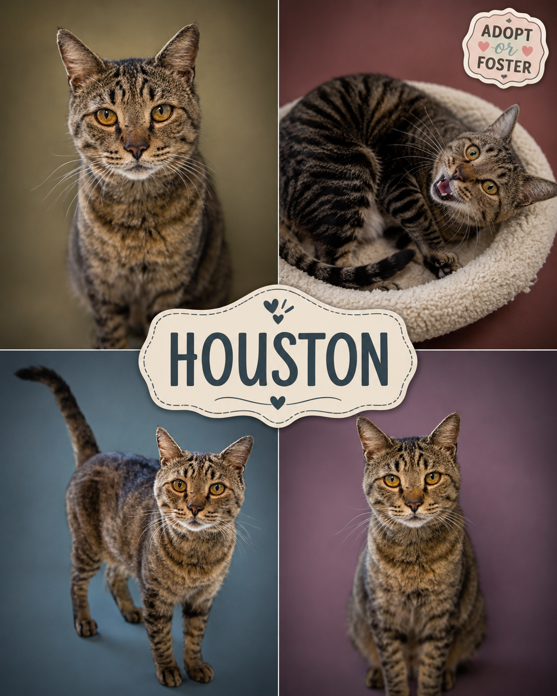 Houston (FCID# 05/28/2026 - 54 Trainer), cat