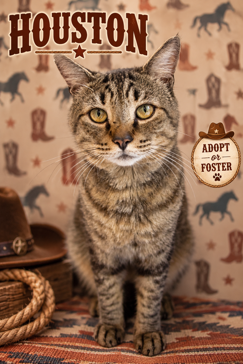 Houston (FCID# 05/28/2026 - 54 Christiana PS), a cat for adoption from Forgotten Cats, Inc.