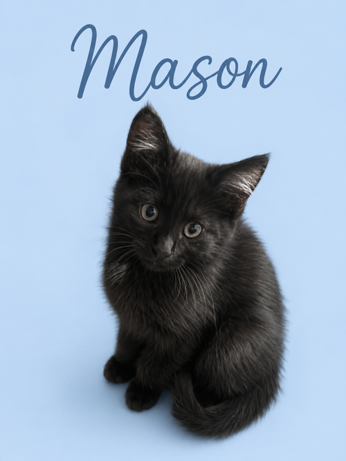 Mason w/Maizee (f) (FCID 5/18/26-68,67 Middletown, Baby Domestic Short Hair (short coat), cat for adoption in Dover, Delaware