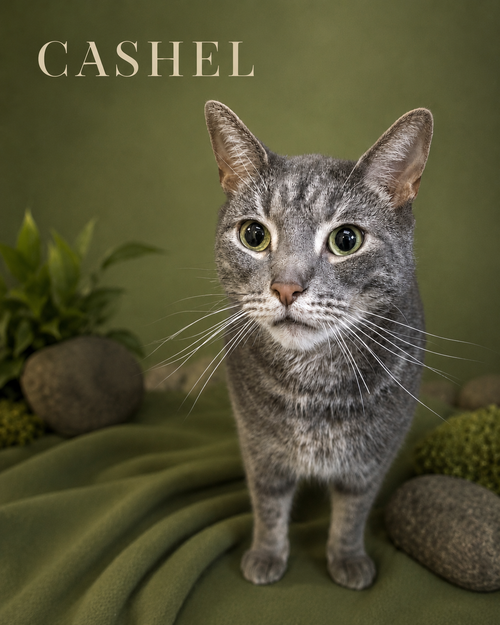 Cashel (FCID# 06/04/2026 - 21 Trainer)