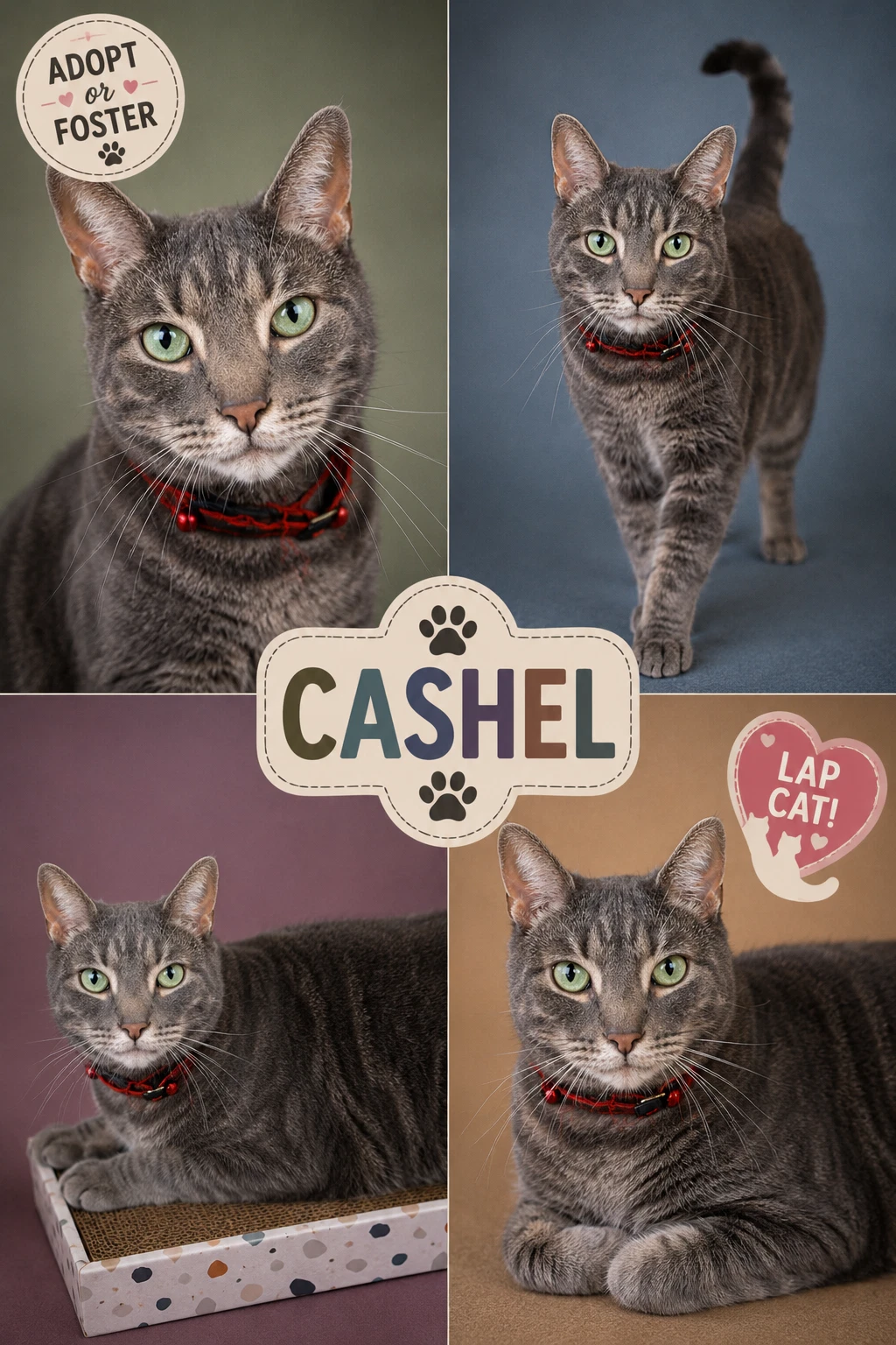 Cashel Fcid  -  Trainer
