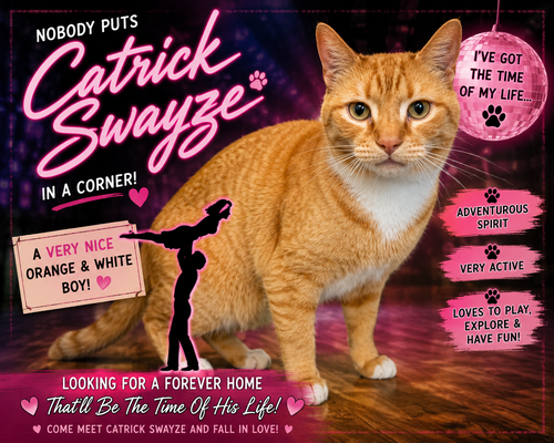Catrick Swayze (FCID# 06/02/2026 - 73 Trainer), Adult Tabby / Tuxedo / Mixed (short coat), cat for adoption in Marcus Hook, Pennsylvania