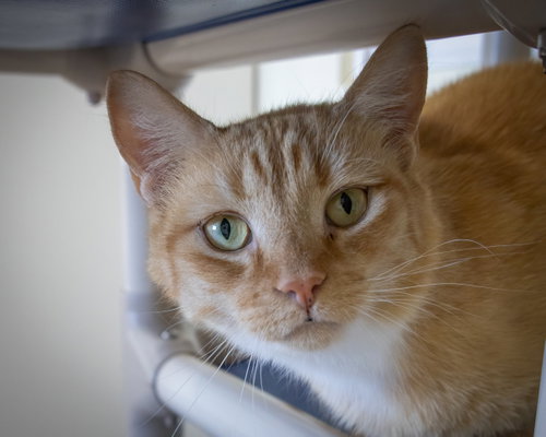 Catrick Swayze photo 4