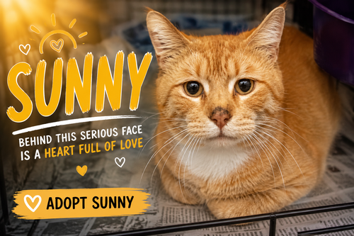 Sunny (FCID# 06/01/2026 - 45 Trainer)
