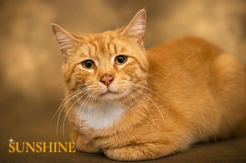 Sunshine (FCID# 06/01/2026 - 45 Trainer), an adoptable Tabby in Greenville, DE
