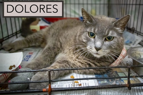 Dolores photo 7