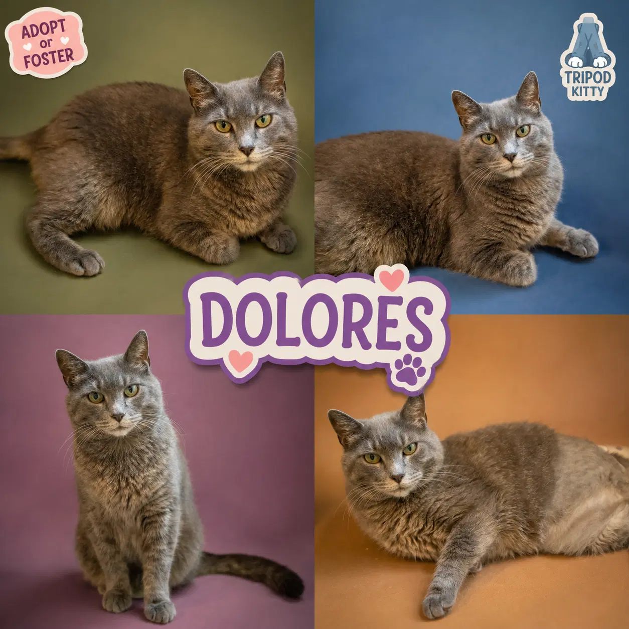 Dolores Tri-Pod Fcid  -  Trainer image 3