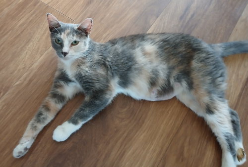 Kerry Willow Grove area (FCID 06/09/2026-150), Adult Dilute Calico / Domestic Short Hair / Mixed (short coat), cat for adoption in Camden, New Jersey
