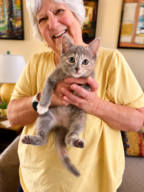 Rosie, Willow Grove area, (FCID 06/09/2026-153), an adoptable Dilute Calico in Greenville, DE