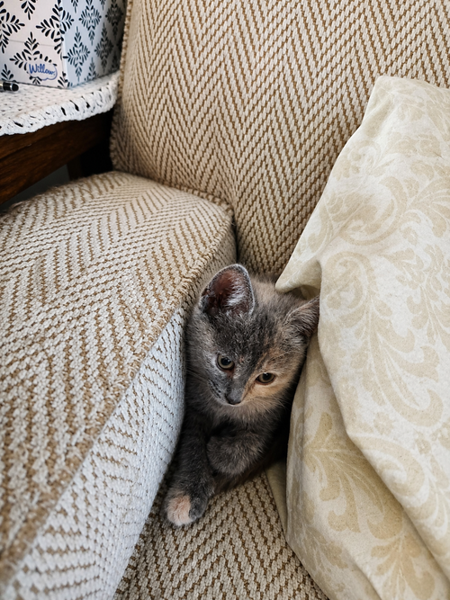 Rosie photo 2