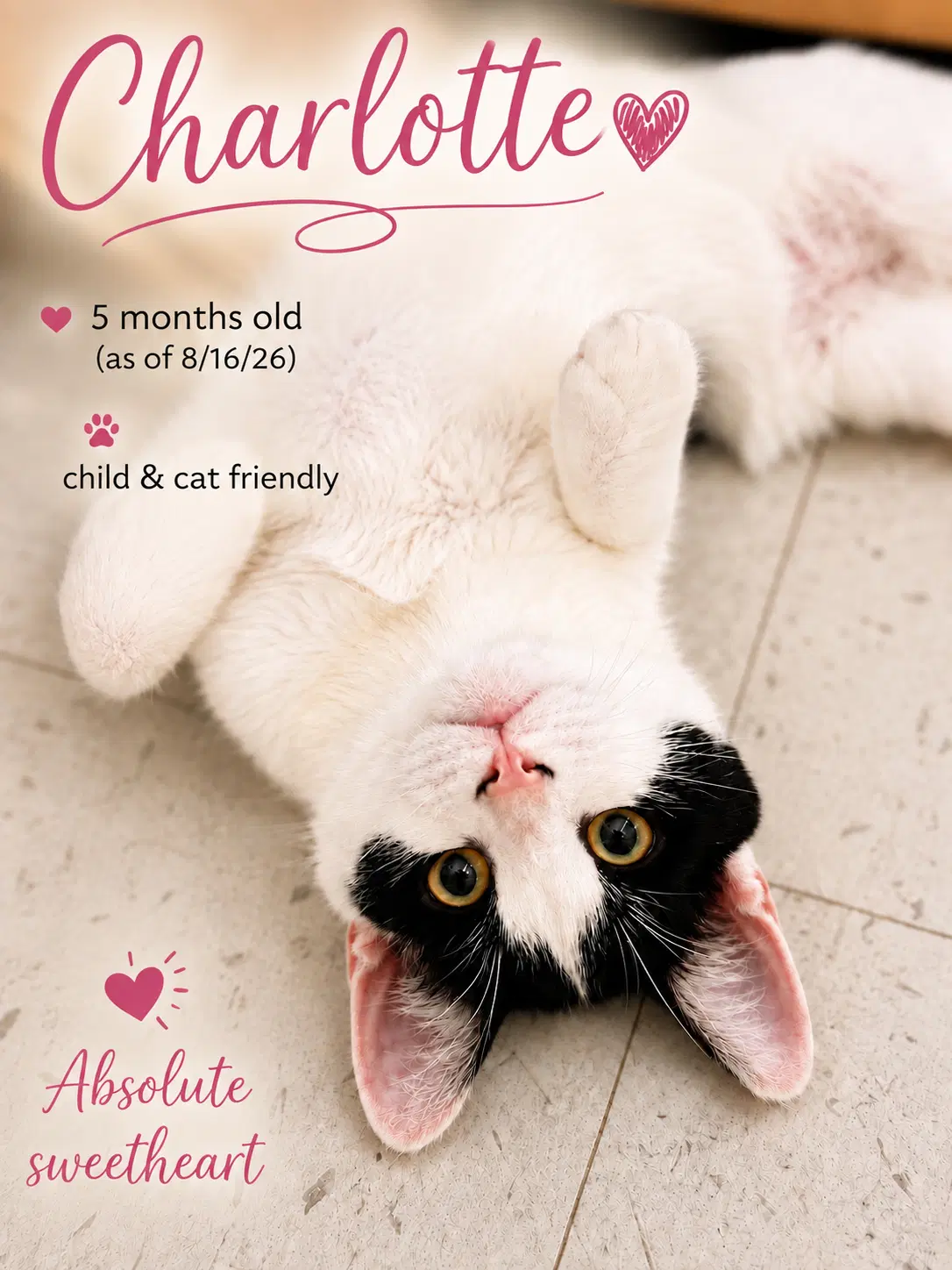 Charlotte Jenkintown Ps Fcid - - Domestic Short Hair
